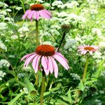 Echinacea